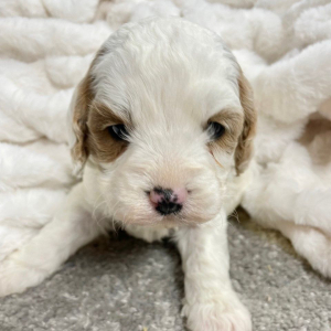 Cavapoo Puppy Fido