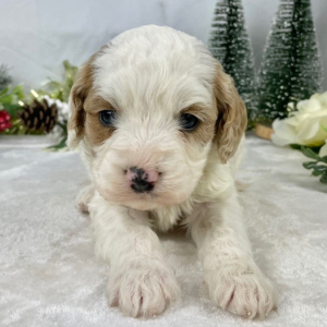 Cavapoo Puppy Fido