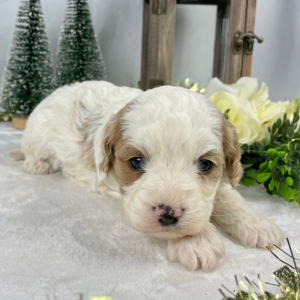 Cavapoo Puppy Fido