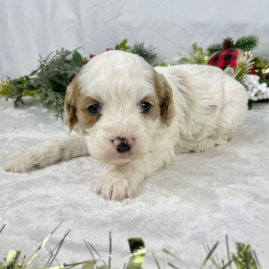 Cavapoo Puppy Fido