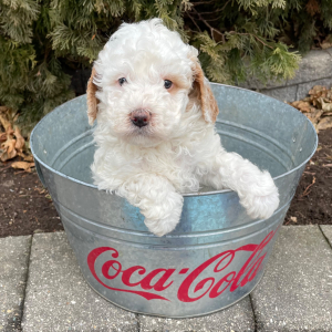 Goldendoodle Puppy Hendrix