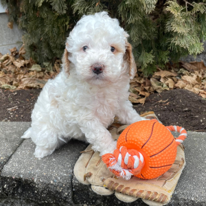 Goldendoodle Puppy Hendrix