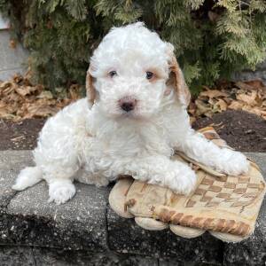 Goldendoodle Puppy Hendrix