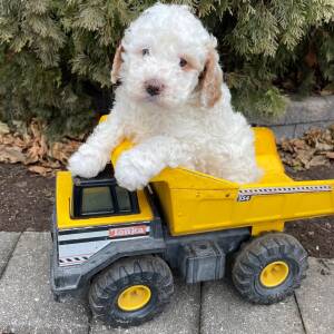 Goldendoodle Puppy Hendrix