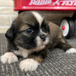 Shih Tzu Puppy Clint