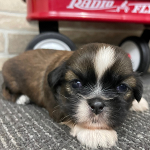Shih Tzu Puppy Clint