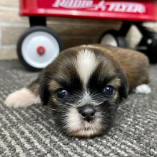 Shih Tzu Puppy Clint