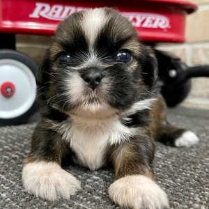 Shih Tzu Puppy Clint