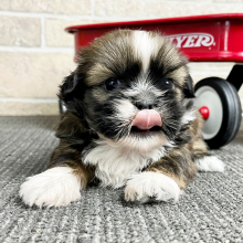 Shih Tzu Puppy Clint