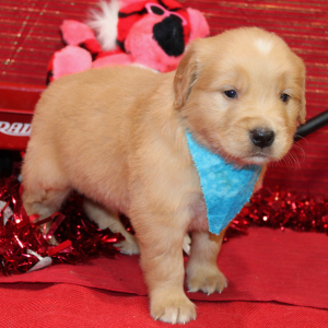 Golden Retriever Puppy Syrus