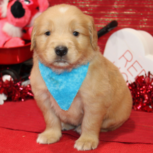 Golden Retriever Puppy Syrus