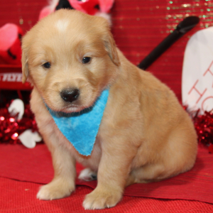 Golden Retriever Puppy Syrus