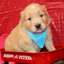 Golden Retriever Puppy Syrus