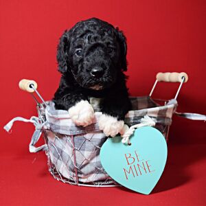 Poodle Puppy Lexi