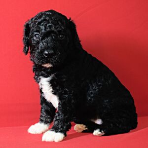Poodle Puppy Lexi