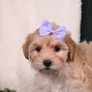 Maltipoo Puppy Bethany