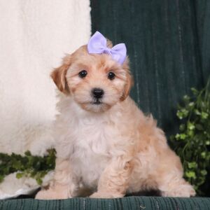 Maltipoo Puppy Bethany