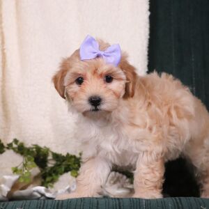 Maltipoo Puppy Bethany