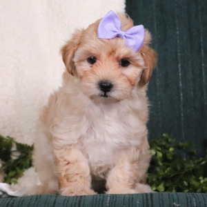 Maltipoo Puppy Bethany