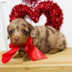 Dachshund Puppy Levi