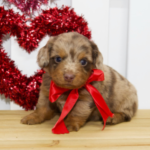 Dachshund Puppy Levi
