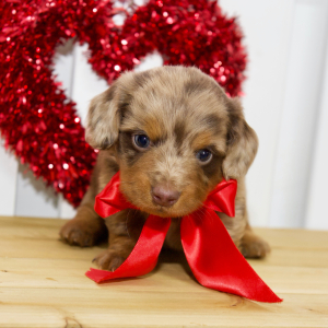 Dachshund Puppy Levi