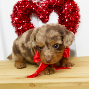 Dachshund Puppy Levi