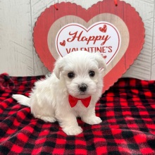 Maltese Puppy Hosea