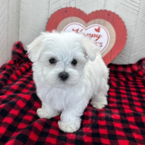 Maltese Puppy Hosea