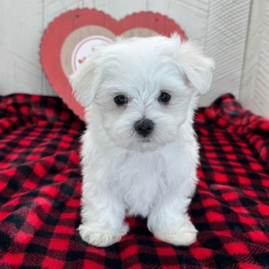 Maltese Puppy Hosea