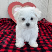 Maltese Puppy Hosea