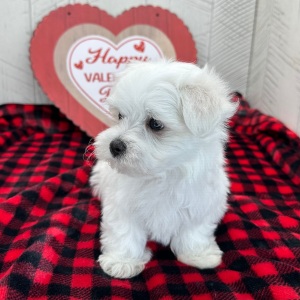 Maltese Puppy Hosea
