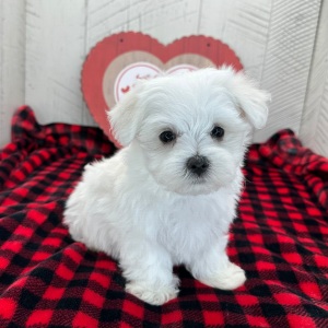 Maltese Puppy Hosea