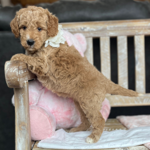 Goldendoodle Puppy Annie