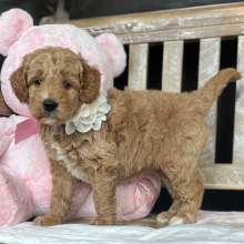 Goldendoodle Puppy Annie