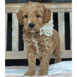 Goldendoodle Puppy Annie