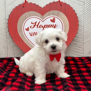 Maltese Puppy Jefferson