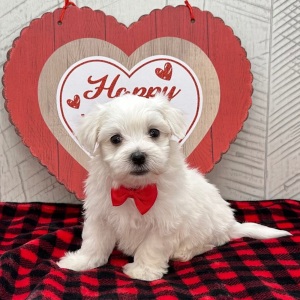 Maltese Puppy Jefferson