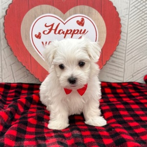 Maltese Puppy Jefferson