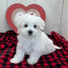 Maltese Puppy Jefferson