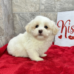 Havanese Puppy Krackers