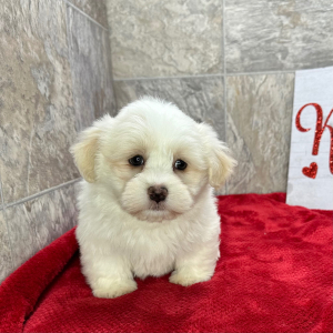 Havanese Puppy Krackers