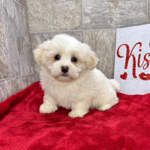 Havanese Puppy Krackers