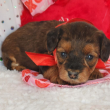 Yorkiepoo Puppy Rocky