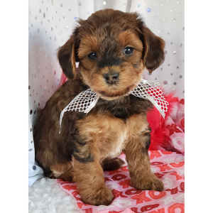 Yorkiepoo Puppy Rocky
