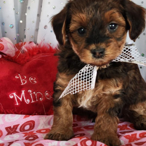 Yorkiepoo Puppy Rocky