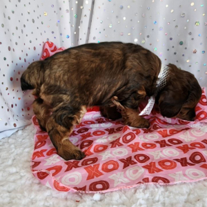 Yorkiepoo Puppy Rocky