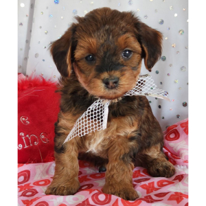 Yorkiepoo Puppy Rocky
