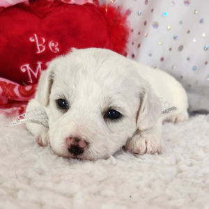 Bichon Frise Puppy Louie