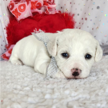 Bichon Frise Puppy Louie